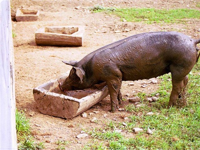 Комбікорм для свиней своїми руками: рецепт, склад, таблиці