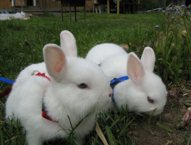 Кролик Гермелін: опис породи, характеристики, фото