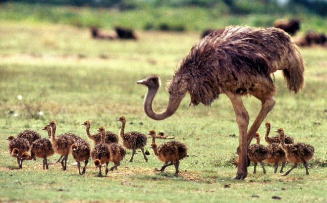 Розведення страусів в домашніх умовах та їх зміст