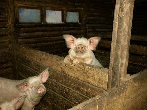 Хлів для свиней   основа правильного утримання тварин