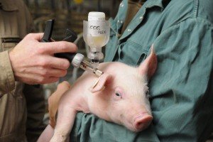 Як протікає хвороба пика у свиней і її симптоми і лікування