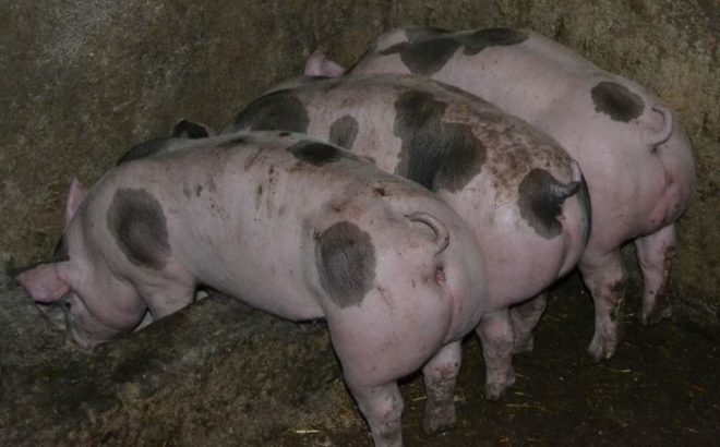 Порода свиней Пєтрен: опис, характеристика, фото