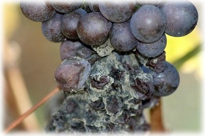 Як і чим обробити виноград ранньою весною після відкриття від хвороб і шкідників?