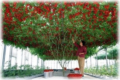 Вирощування томатного дерева Цифомандра у відкритому грунті