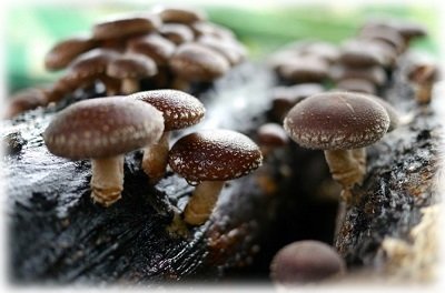 Технологія вирощування грибів шиітаке в домашніх умовах