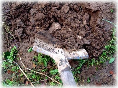 Як і коли садити моркву насінням або гранулами у відкритий ґрунт?