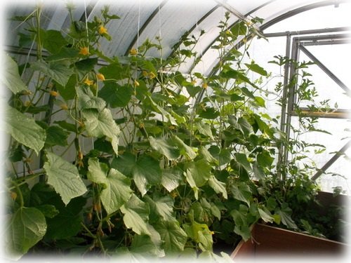 Як підвязати огірки в теплиці з полікарбонату?