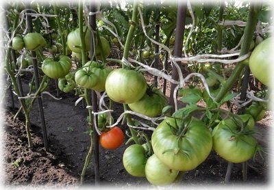 Як підвязати помідори в теплиці з полікарбонату, щоб отримати хороший урожай?