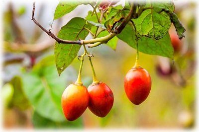 Вирощування томатного дерева Цифомандра у відкритому грунті