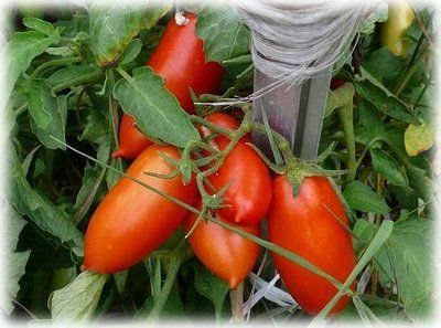 Найкращі сорти томатів для теплиць з полікарбонату і секрети їх вирощування