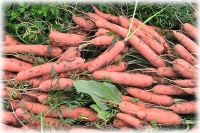 Посадка моркви восени під зиму — що потрібно знати?
