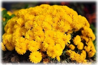 Хризантеми: посадка і догляд у відкритому грунті