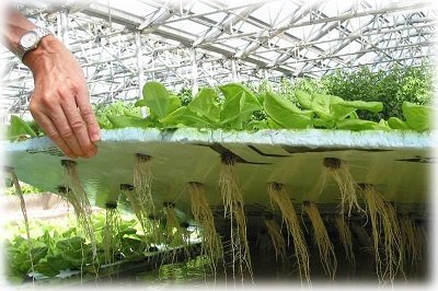 Обладнання для вирощування овочів на гідропоніці: що це і як влаштовано?