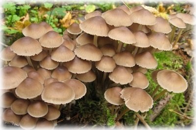 Список лісових їстівних грибів з фото, назвами і описом