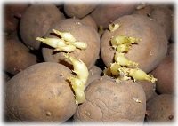 Як садити картоплю під лопату?
