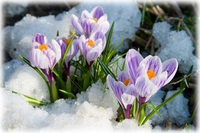 Насіння яких квітів можна садити під зиму?