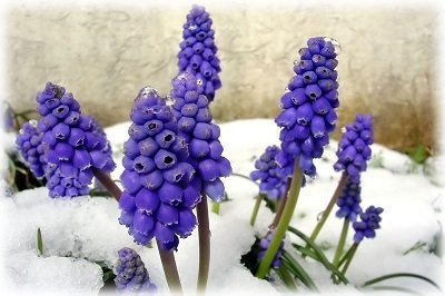Насіння яких квітів можна садити під зиму?