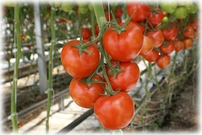 Найкращі сорти томатів для теплиць з полікарбонату і секрети їх вирощування