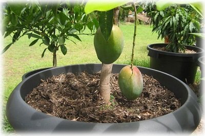 Вирощування манго з кісточки в домашніх умовах