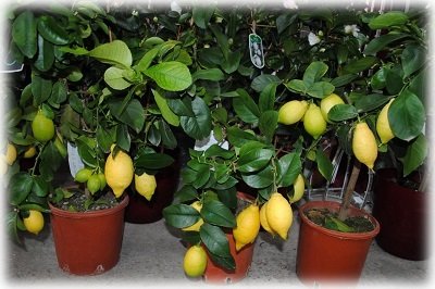 Вирощування лимона з кісточки або черешка в домашніх умовах в горщику на підвіконні