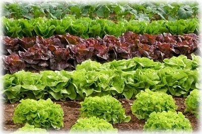Вирощування салату в теплиці взимку на продаж