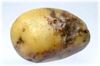 Як боротися з фітофторою на картоплі народними засобами без шкоди врожаю?