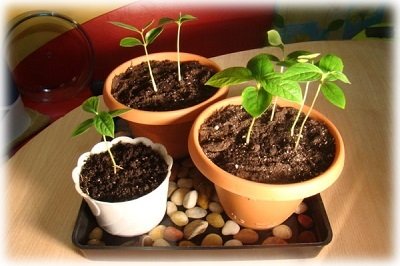Вирощування хурми з кісточки в домашніх умовах, як змусити рослину плодоносити?