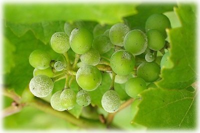 Як боротися з борошнистою росою на винограді, петунії і смородині?