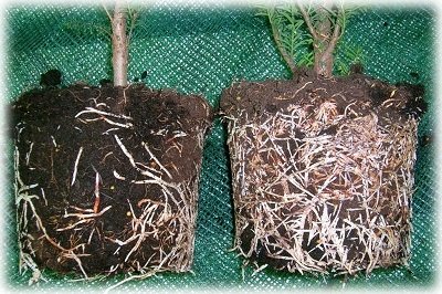 Як називаються добрива сприяють розвитку коренів у рослин?