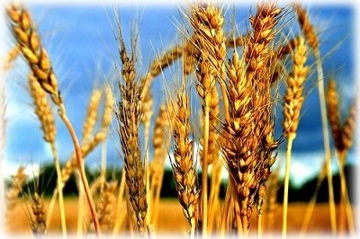 Озиме жито як сидерат – як і коли треба сіяти?