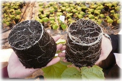 Як використовувати кокосовий субстрат в брикетах правильно?
