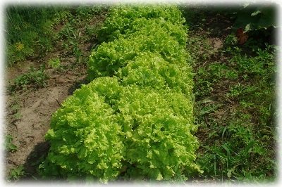 Вирощування салату в теплиці взимку на продаж
