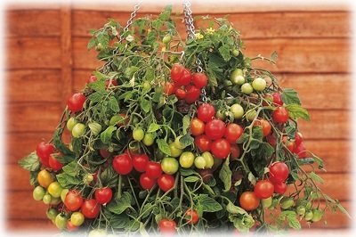 Особливості вирощування помідорів на підвіконні взимку
