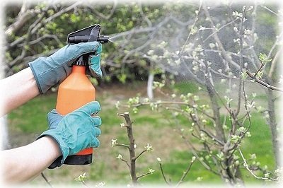 Весняне обприскування плодових дерев від шкідників і хвороб