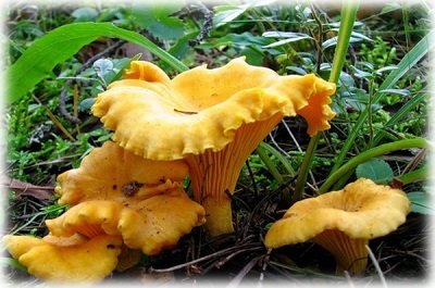 Особливості вирощування грибів лисичок в домашніх умовах