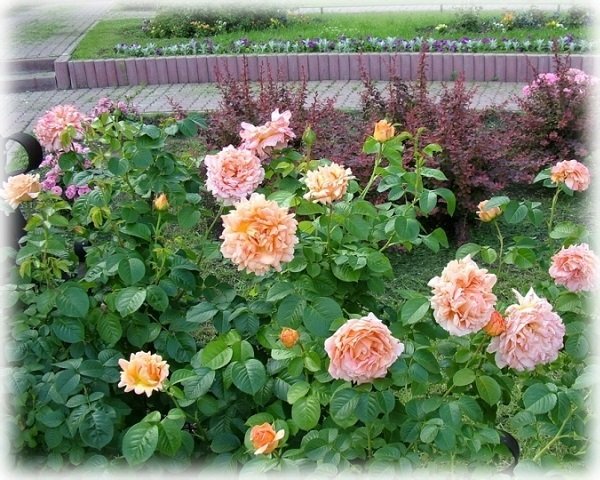 Зимостійкі сорти квітнуть все літо плетистих троянд. ТОП 7