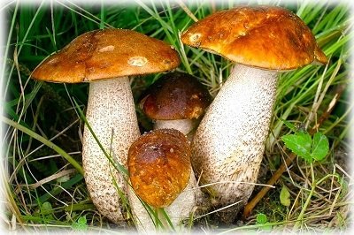 Список лісових їстівних грибів з фото, назвами і описом
