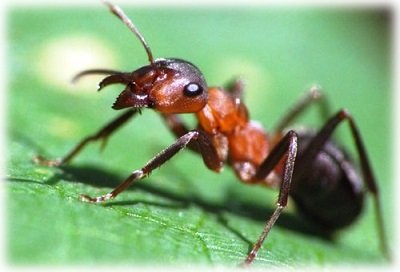 Як позбутися від садових мурашок в городі різними способами?