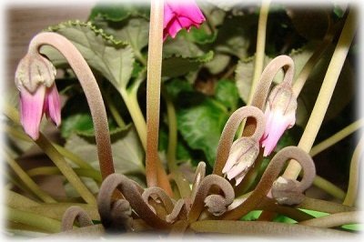 Квітка цикламен: як доглядати за ним в домашніх умовах