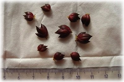 Особливості вирощування лілій у відкритому грунті