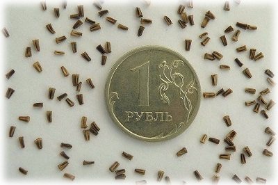 Хризантеми: посадка і догляд у відкритому грунті