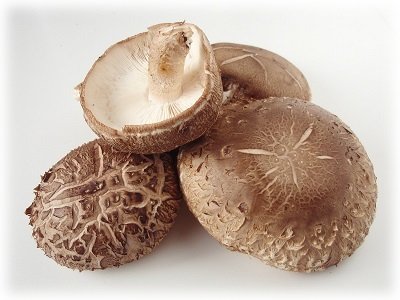Технологія вирощування грибів шиітаке в домашніх умовах