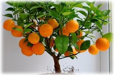 Як виростити апельсин з кісточки в домашніх умовах?