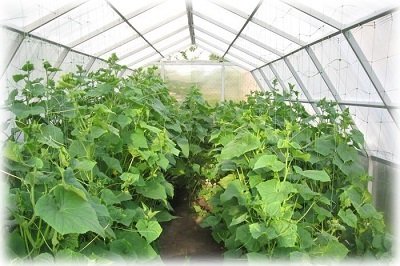 Вирощування огірків взимку в теплиці з полікарбонату: технології та поради
