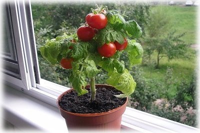 Особливості вирощування помідорів на підвіконні взимку