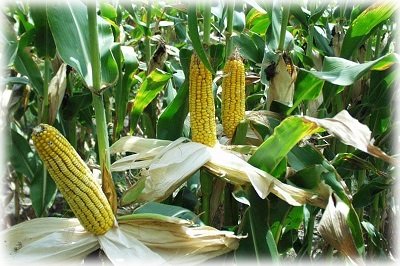 Вирощування кукурудзи у відкритому грунті: посадка, догляд, сорти