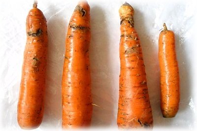 Як і чим обробити моркви від морквяної мухи?