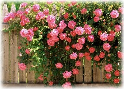 Зимостійкі сорти квітнуть все літо плетистих троянд. ТОП 7