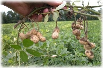 Вирощування арахісу в домашніх умовах