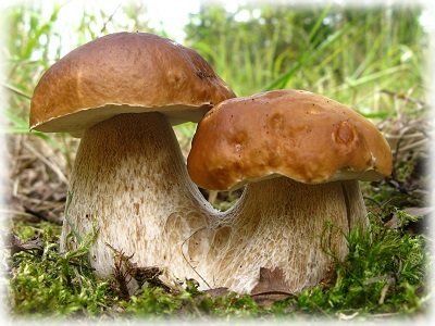 Інструкція з вирощування білих грибів в домашніх умовах
